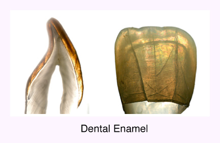 dental enamel